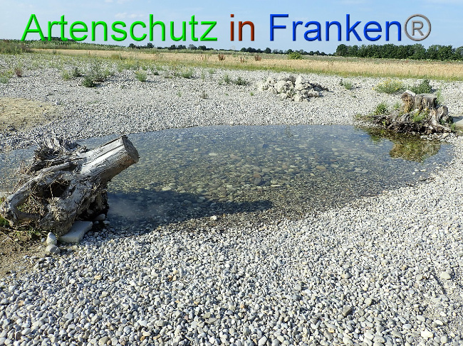 © Artenschutz in Franken® Bild zum Eintrag (1009377-160)