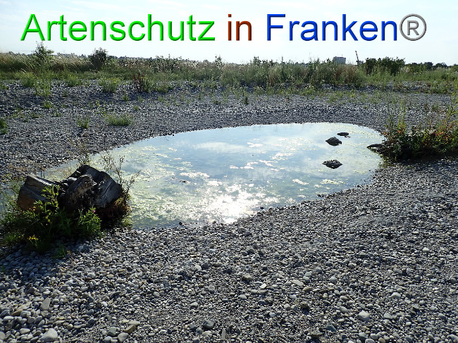© Artenschutz in Franken® Bild zum Eintrag (1009378-160)