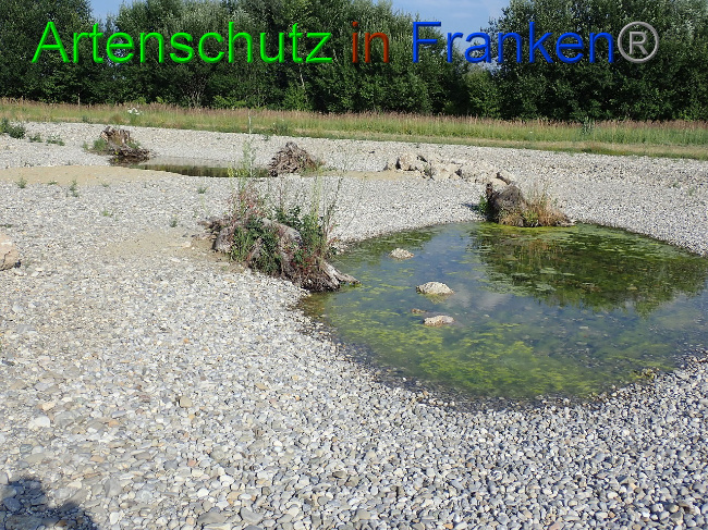 © Artenschutz in Franken® Bild zum Eintrag (1009379-160)