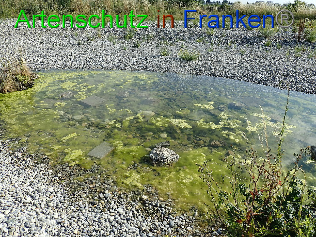 © Artenschutz in Franken® Bild zum Eintrag (1009381-160)