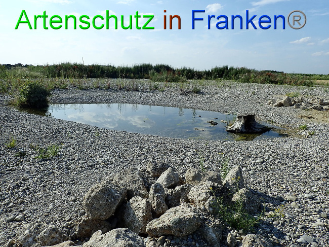 © Artenschutz in Franken® Bild zum Eintrag (1009382-160)