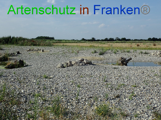 © Artenschutz in Franken® Bild zum Eintrag (1009383-160)