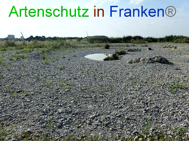 © Artenschutz in Franken® Bild zum Eintrag (1009384-160)