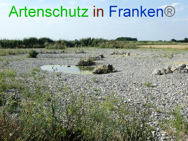 © Artenschutz in Franken® Bild zum Eintrag (1009385-160)