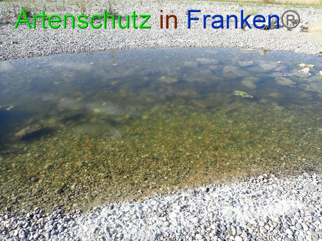 © Artenschutz in Franken® Bild zum Eintrag (1009387-160)
