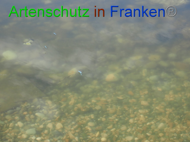© Artenschutz in Franken® Bild zum Eintrag (1009388-160)