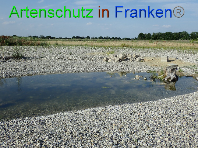 © Artenschutz in Franken® Bild zum Eintrag (1009389-160)