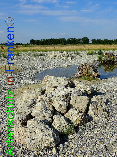 © Artenschutz in Franken® Bild zum Eintrag (1009390-160)