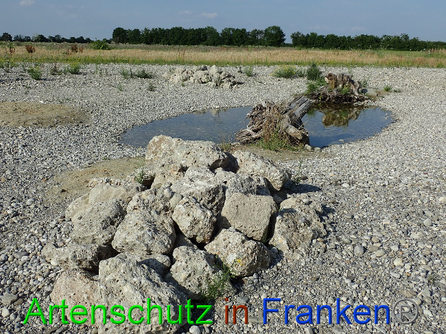© Artenschutz in Franken® Bild zum Eintrag (1009391-160)