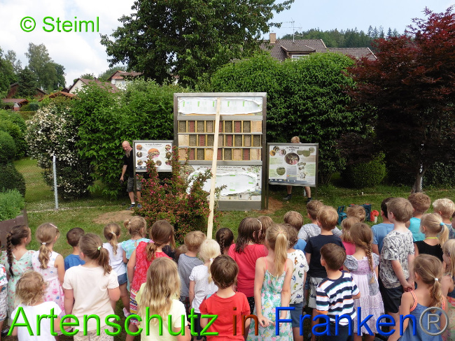 © Artenschutz in Franken® - Kita Lindberg / Steiml Bild zum Eintrag (1009539-160)