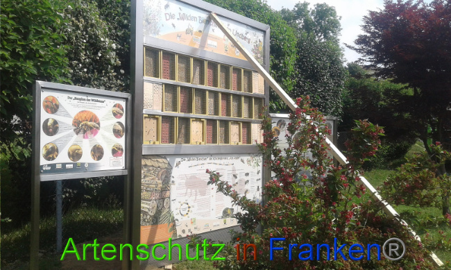 © Artenschutz in Franken® Bild zum Eintrag (1009541-160)