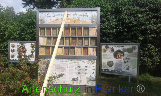 © Artenschutz in Franken® Bild zum Eintrag (1009543-160)