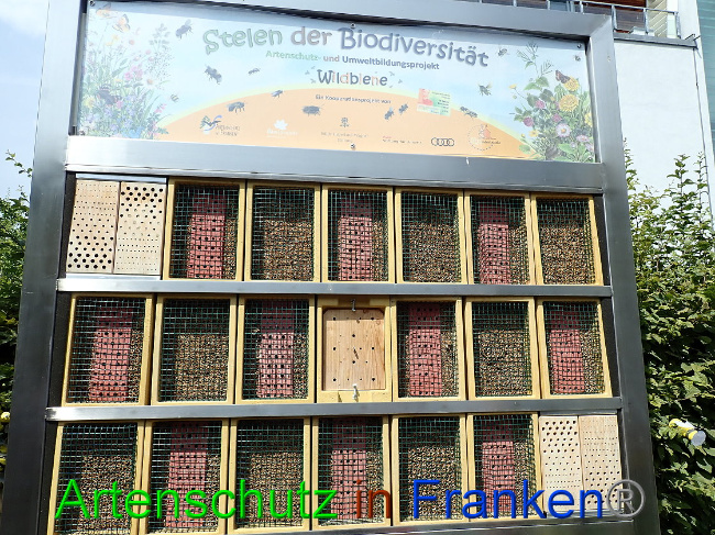 © Artenschutz in Franken® Bild zum Eintrag (1009584-160)