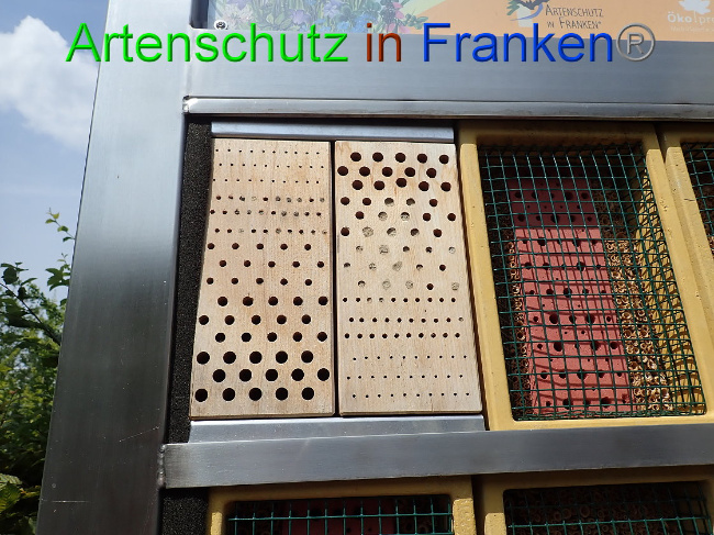 © Artenschutz in Franken® Bild zum Eintrag (1009586-160)