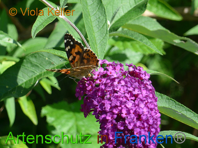 © Artenschutz in Franken® Viola Keller Bild zum Eintrag (1009674-160)
