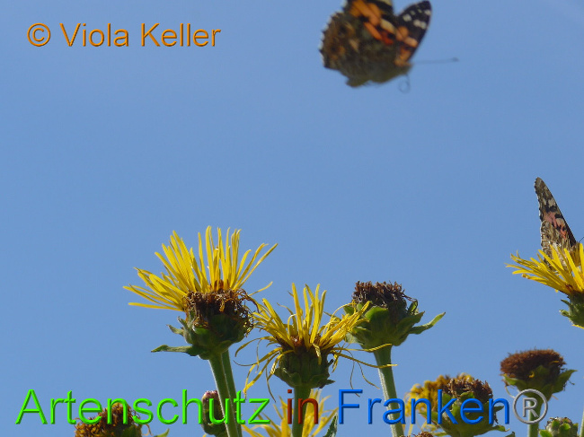 © Artenschutz in Franken® Bild zum Eintrag (1009675-160)