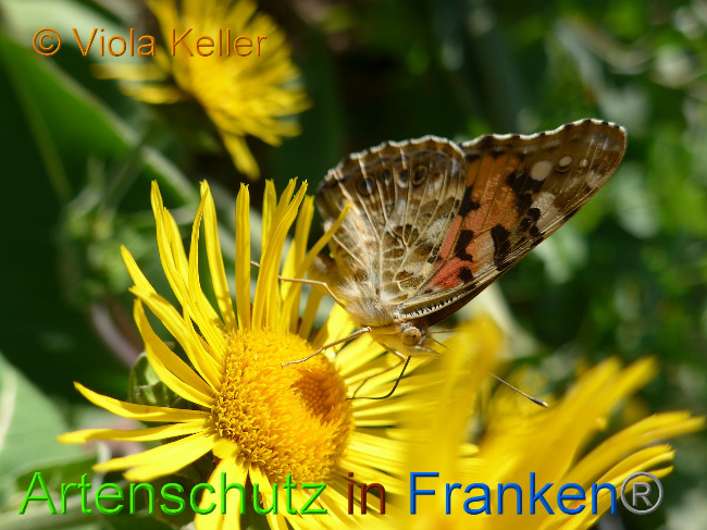 © Artenschutz in Franken® Bild zum Eintrag (1009676-160)