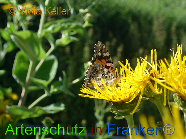 © Artenschutz in Franken® Viola Keller Bild zum Eintrag (1009677-160)