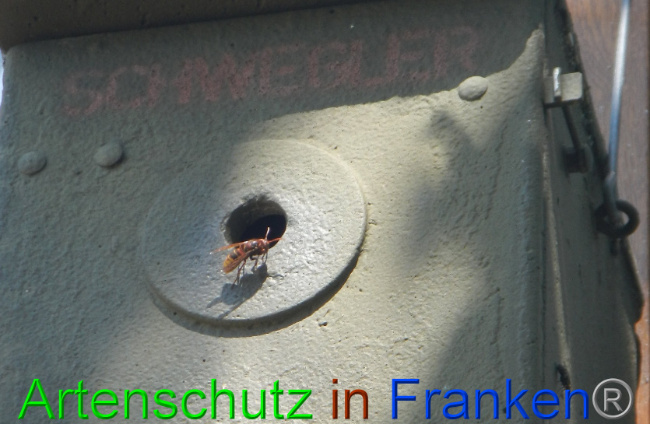 © Artenschutz in Franken® Bild zum Eintrag (1009718-160)