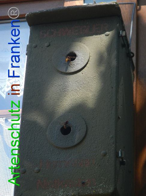 © Artenschutz in Franken® Bild zum Eintrag (1009722-160)