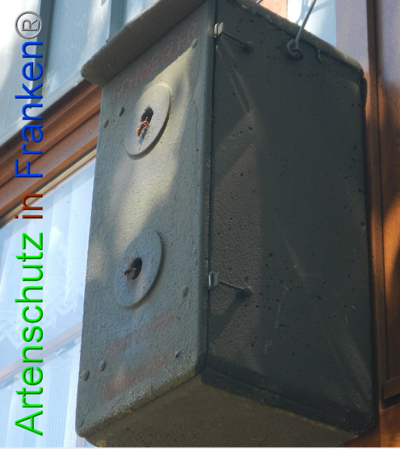 © Artenschutz in Franken® Bild zum Eintrag (1009723-160)