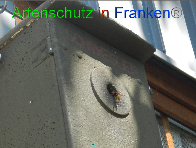 © Artenschutz in Franken® Bild zum Eintrag (1009724-160)