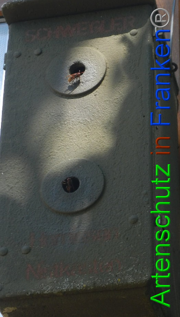 © Artenschutz in Franken® Bild zum Eintrag (1009726-160)