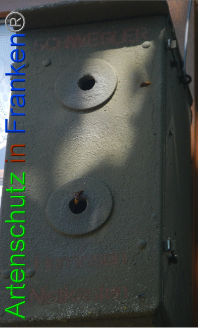 © Artenschutz in Franken® Bild zum Eintrag (1009727-160)