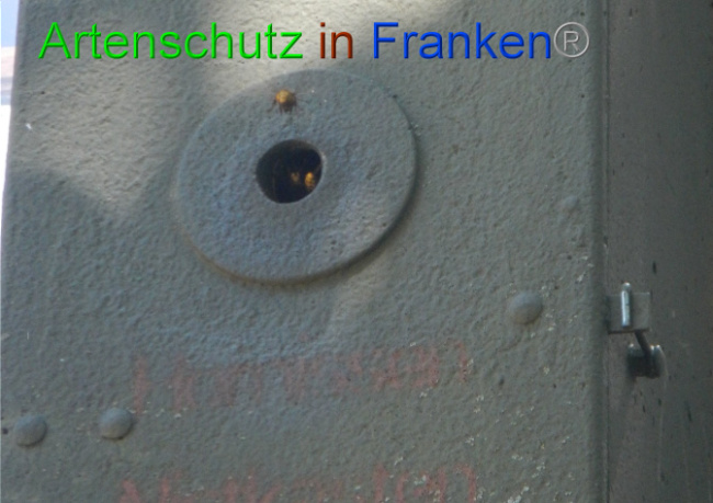 © Artenschutz in Franken® Bild zum Eintrag (1009731-160)