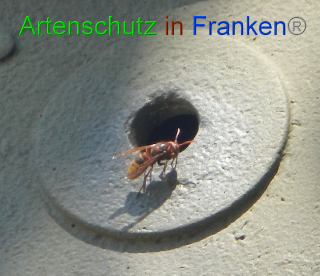 © Artenschutz in Franken® Bild zum Eintrag (1009732-160)