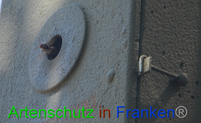© Artenschutz in Franken® Bild zum Eintrag (1009733-160)