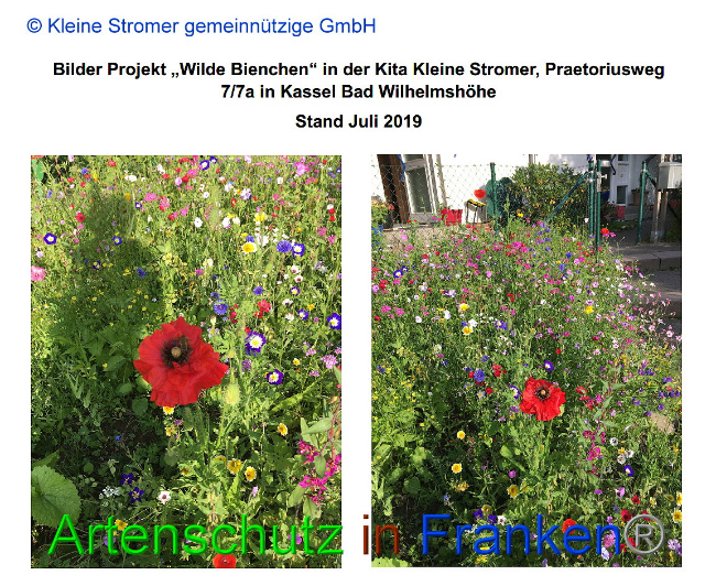 © Artenschutz in Franken® / © Kleine Stromer gemeinnützige GmbH Bild zum Eintrag (1009776-160)