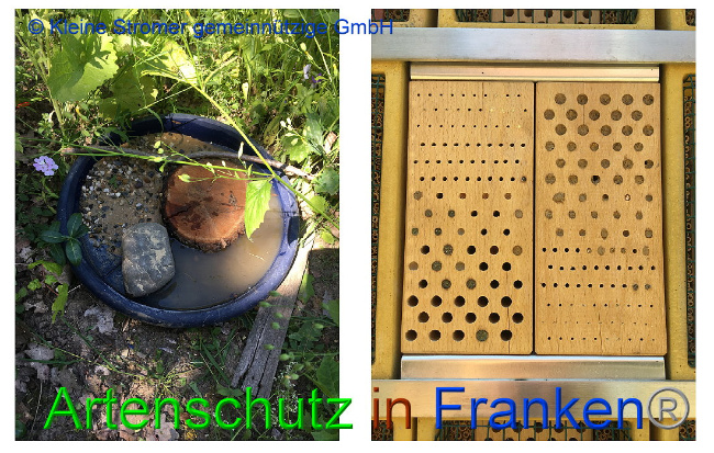 © Artenschutz in Franken® / © Kleine Stromer gemeinnützige GmbH Bild zum Eintrag (1009777-160)