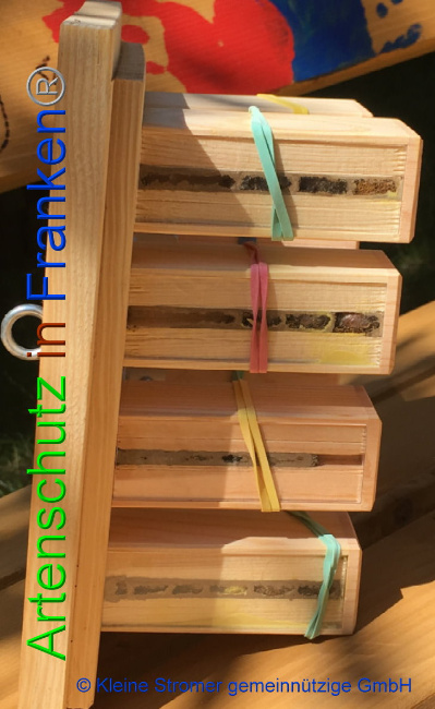 © Artenschutz in Franken® / © Kleine Stromer gemeinnützige GmbH Bild zum Eintrag (1009779-160)