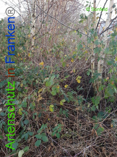 © Artenschutz in Franken® Bild zum Eintrag (1009856-160)