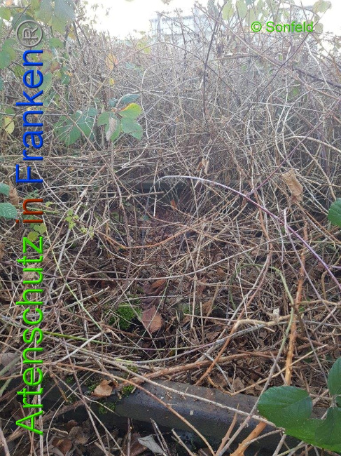 © Artenschutz in Franken® Bild zum Eintrag (1009858-160)