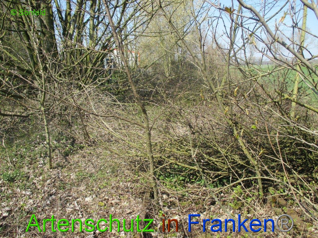 © Artenschutz in Franken® Bild zum Eintrag (1009875-160)