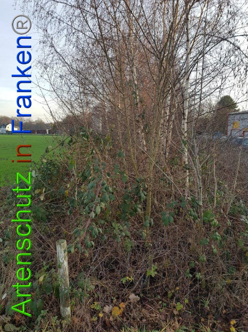 © Artenschutz in Franken® Bild zum Eintrag (1009876-160)