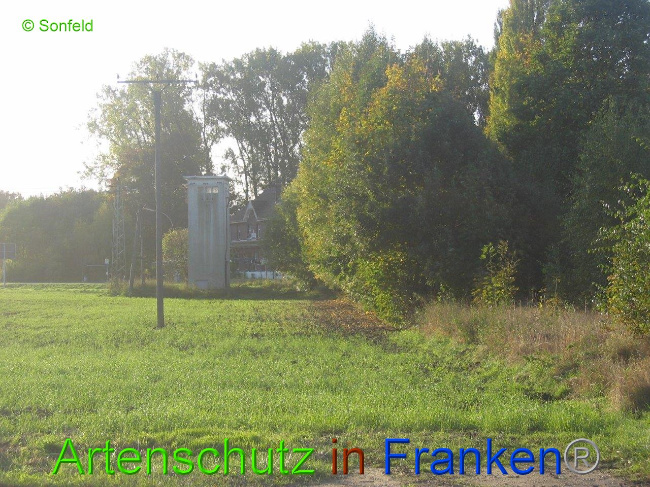 © Artenschutz in Franken® Bild zum Eintrag (1009877-160)