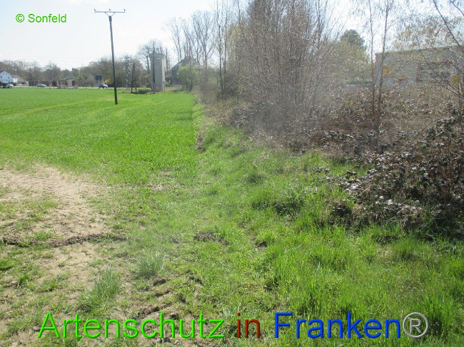 © Artenschutz in Franken® Bild zum Eintrag (1009884-160)