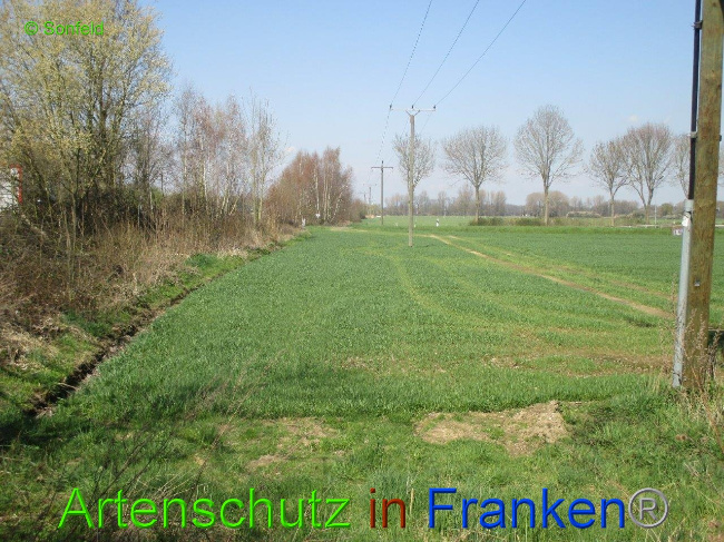 © Artenschutz in Franken® Bild zum Eintrag (1009888-160)