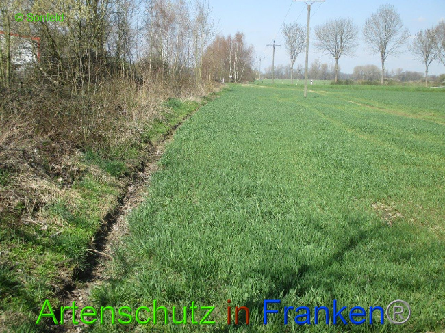 © Artenschutz in Franken® Bild zum Eintrag (1009889-160)