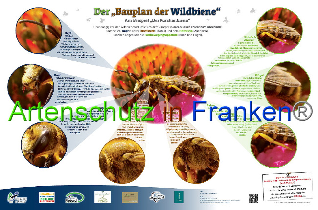 © Artenschutz in Franken® Bild zum Eintrag (1009896-160)