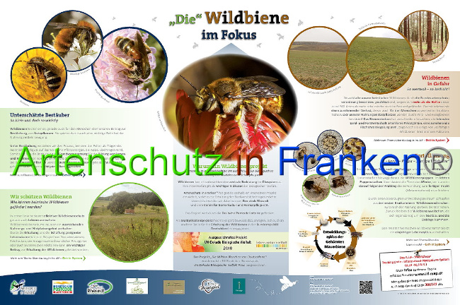 © Artenschutz in Franken® Bild zum Eintrag (1009897-160)