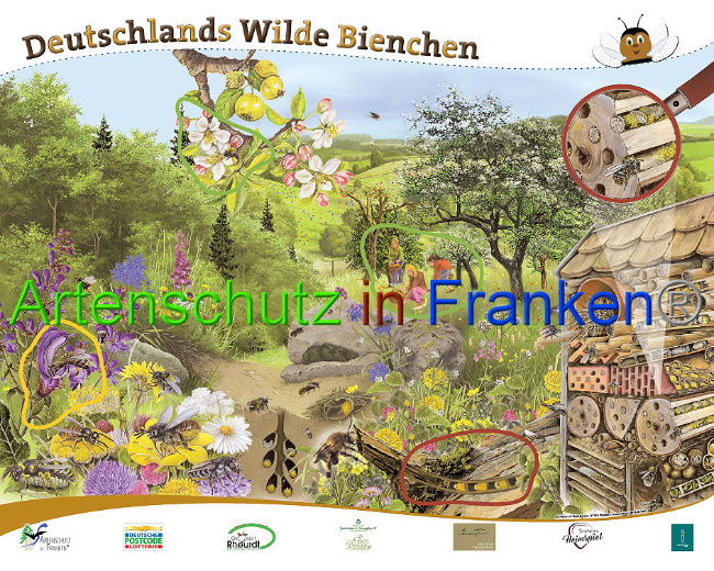 © Artenschutz in Franken® Bild zum Eintrag (1009899-160)