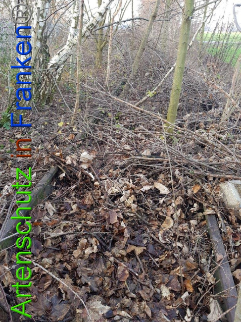 © Artenschutz in Franken® Bild zum Eintrag (1009905-160)