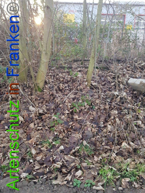 © Artenschutz in Franken® Bild zum Eintrag (1009907-160)