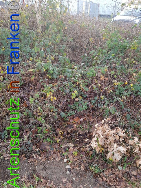 © Artenschutz in Franken® Bild zum Eintrag (1009909-160)