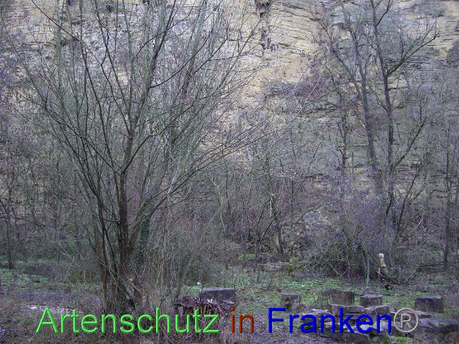 © Artenschutz in Franken® Hauk Bild zum Eintrag (1010304-160)