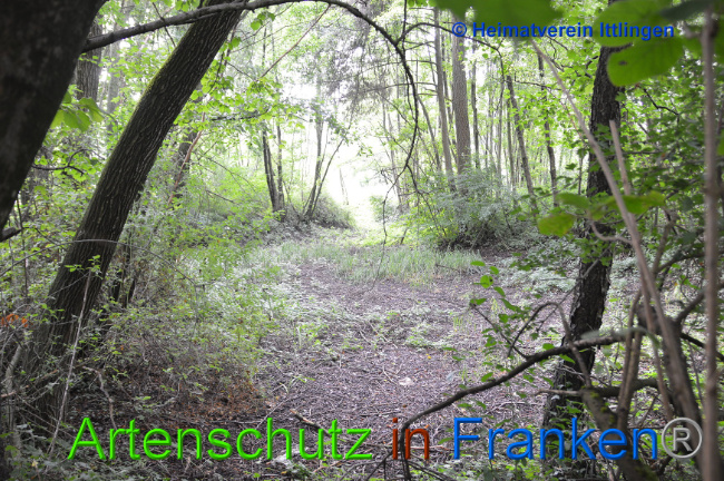 Bild zum Eintrag (1010309-160)